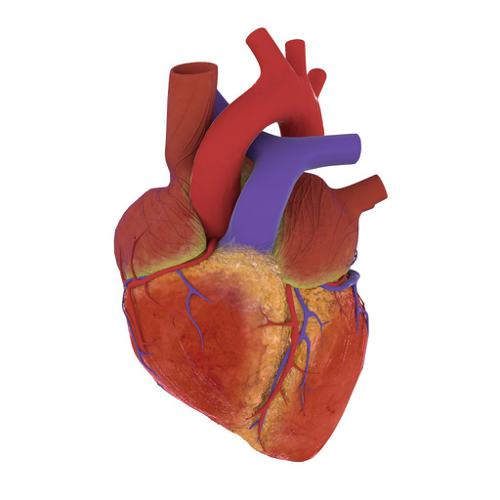 Human heart for Cycles preview image